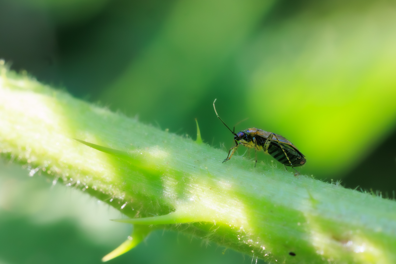 Braunschwarze Nesselweichwanze [Plagiognathus arbustorum]
