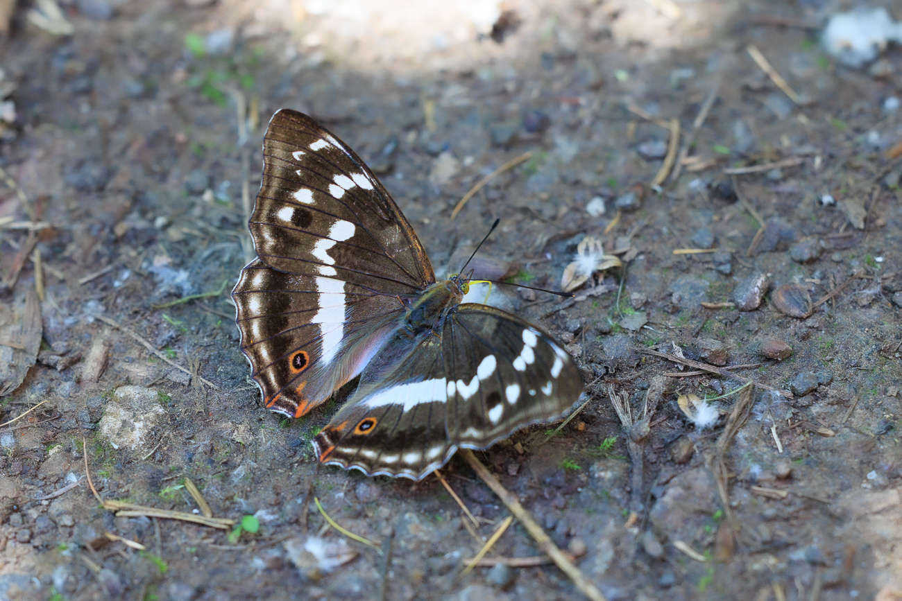Kleiner Schillerfalter [Apatura ilia]