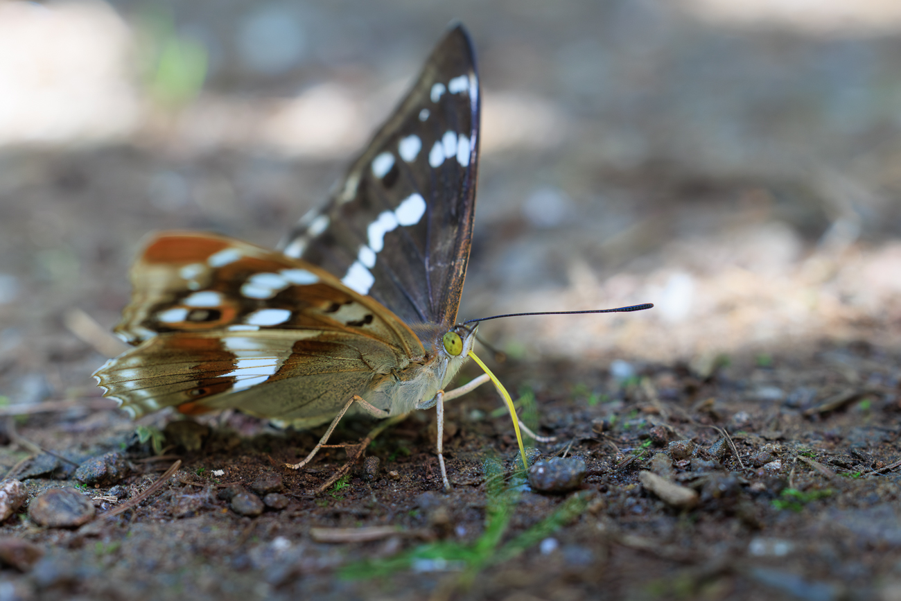Kleiner Schillerfalter [Apatura ilia]