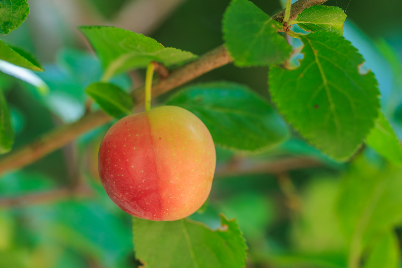 Mirabelle [Prunus domestica]