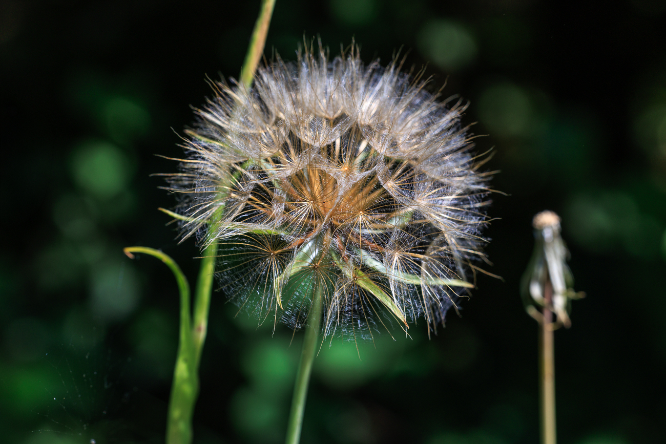 Gew&ouml;hnlicher Wiesenbocksbart [Tragopogon pratensis]