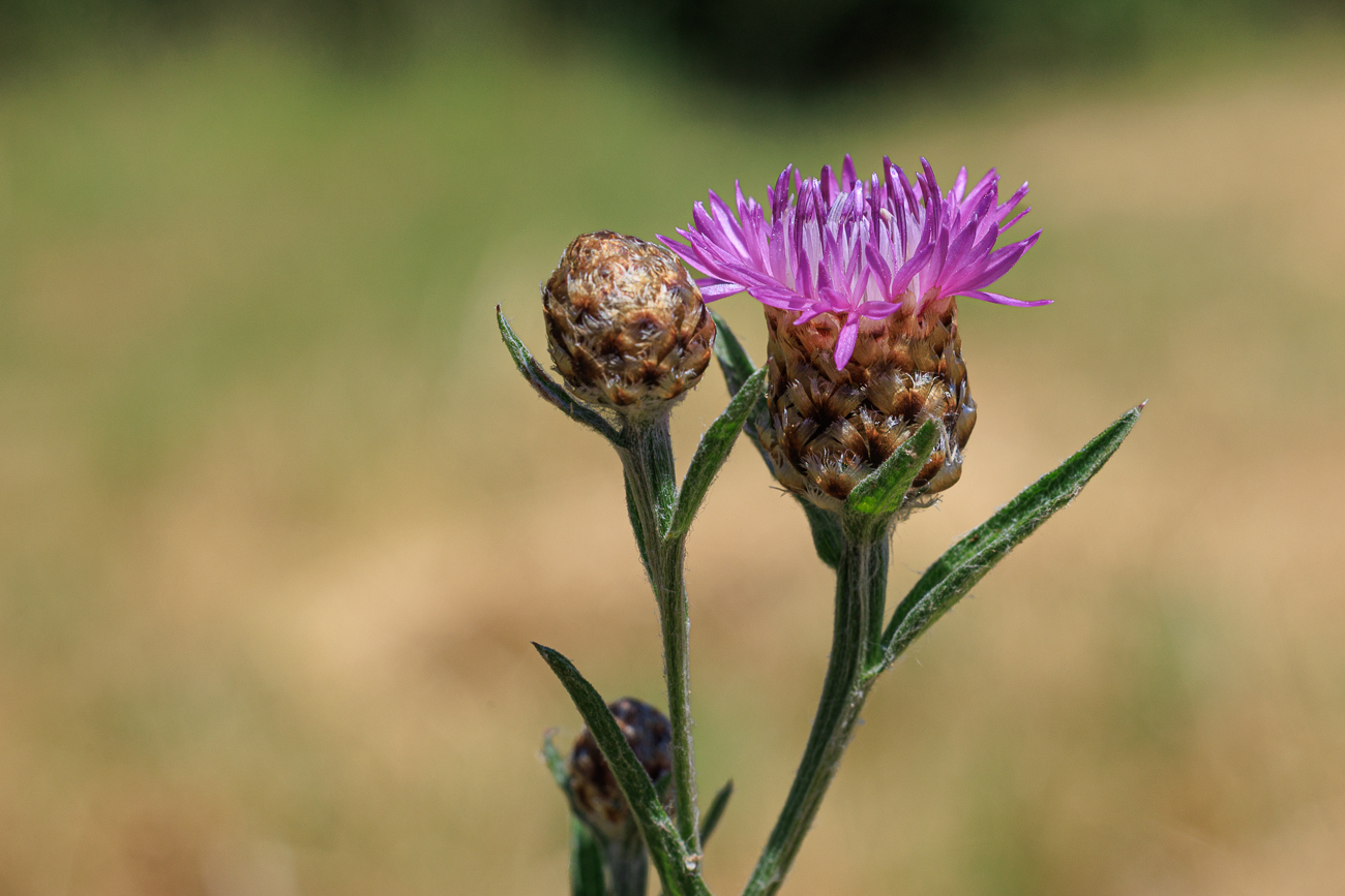 Wiesen-Flockenblume [Centaurea jacea]