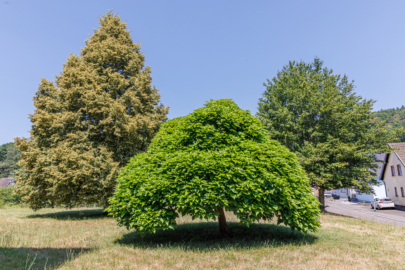 Gew&ouml;hnlicher Trompetenbaum [Catalpa bignonioides Walter]