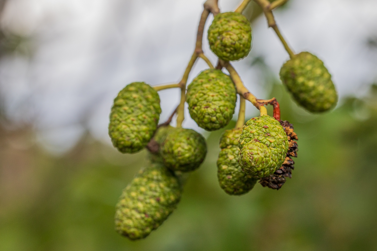 Schwarz Erle [Alnus glutinosa]