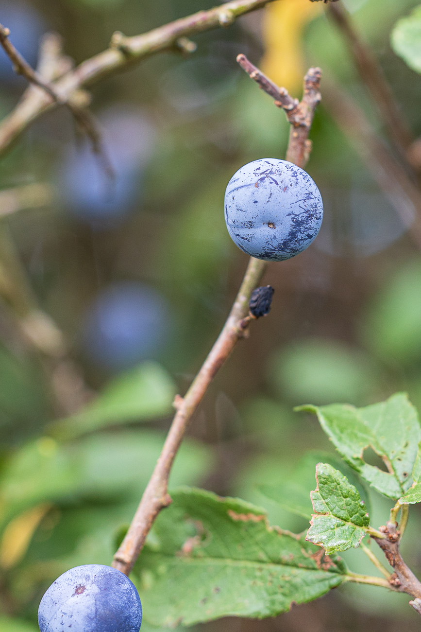 Schlehe [Prunus fruticans]