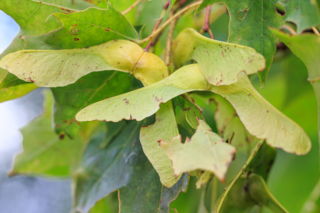 Spitz Ahorn [Acer platanoides]
