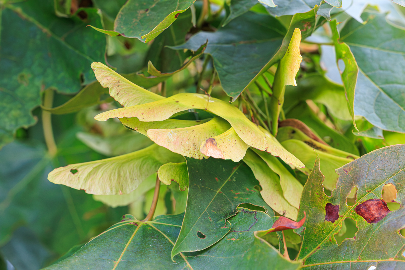 Spitz Ahorn [Acer platanoides]