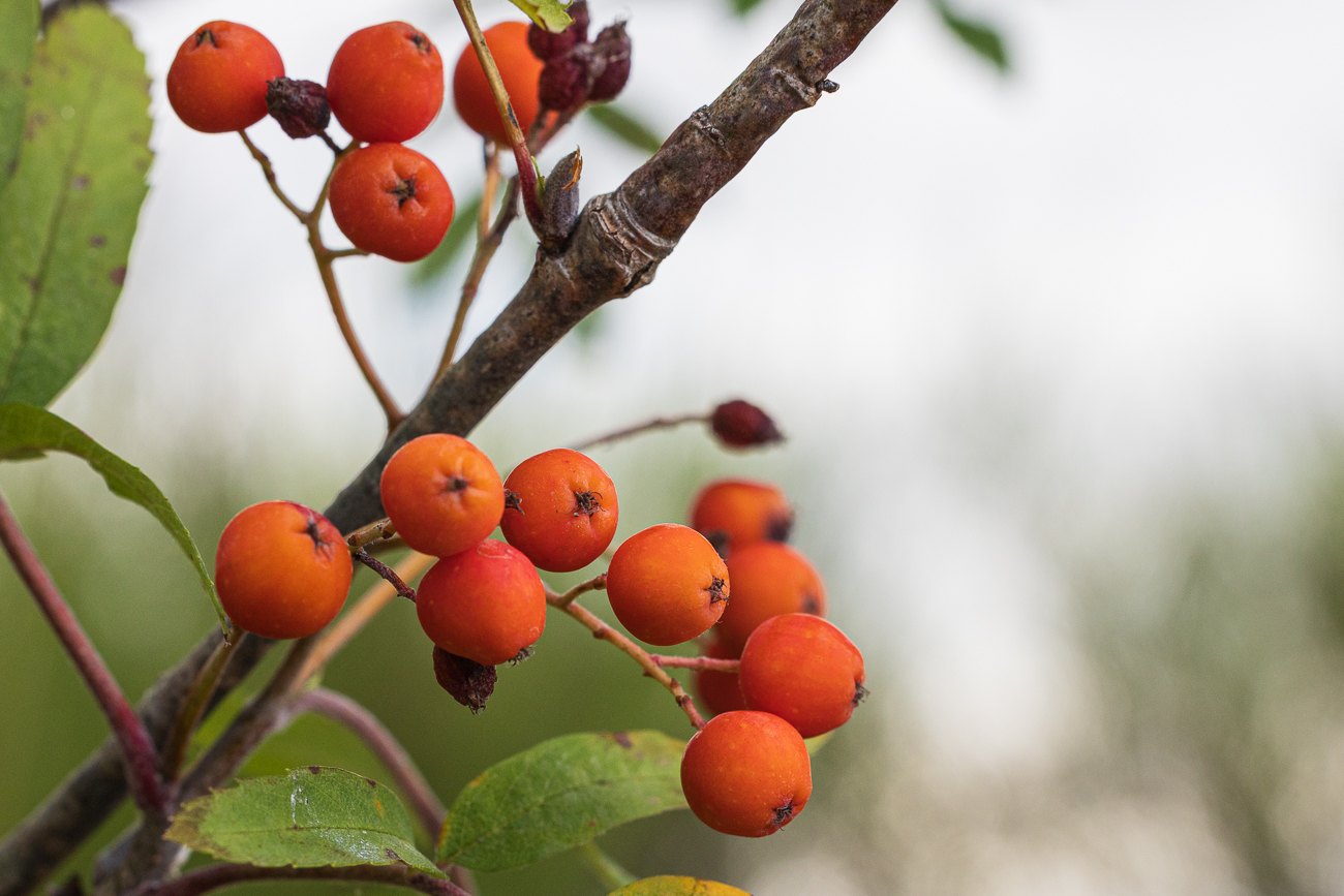 Eberesche [Sorbus aucuparia]
