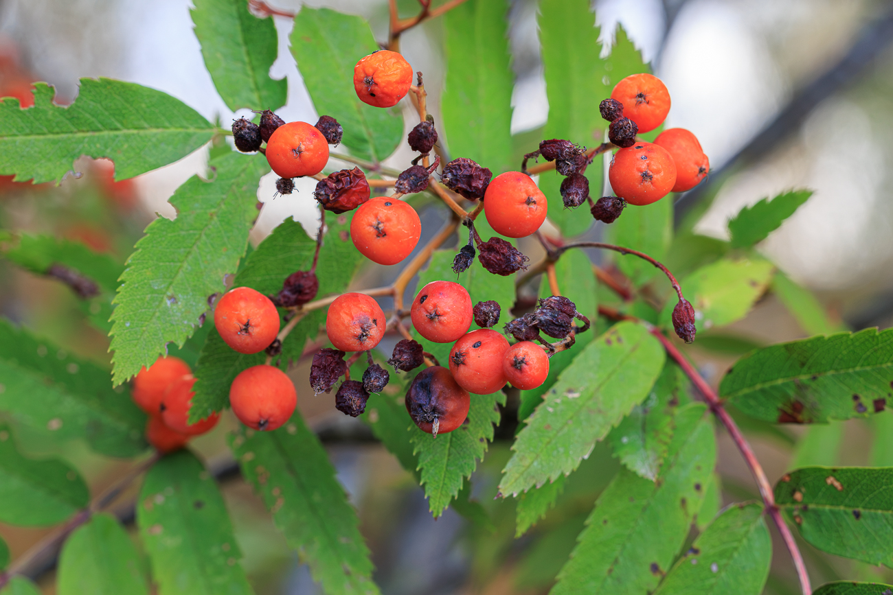 Eberesche [Sorbus aucuparia]
