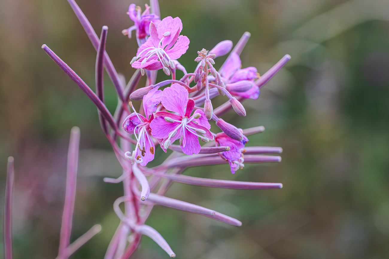 Schmalbl&auml;ttriges Weidenr&ouml;schen [Epilobium angustifolium]