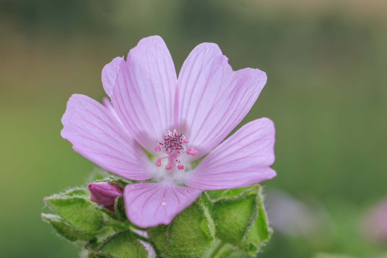 Moschus Malve [Malva moschata]