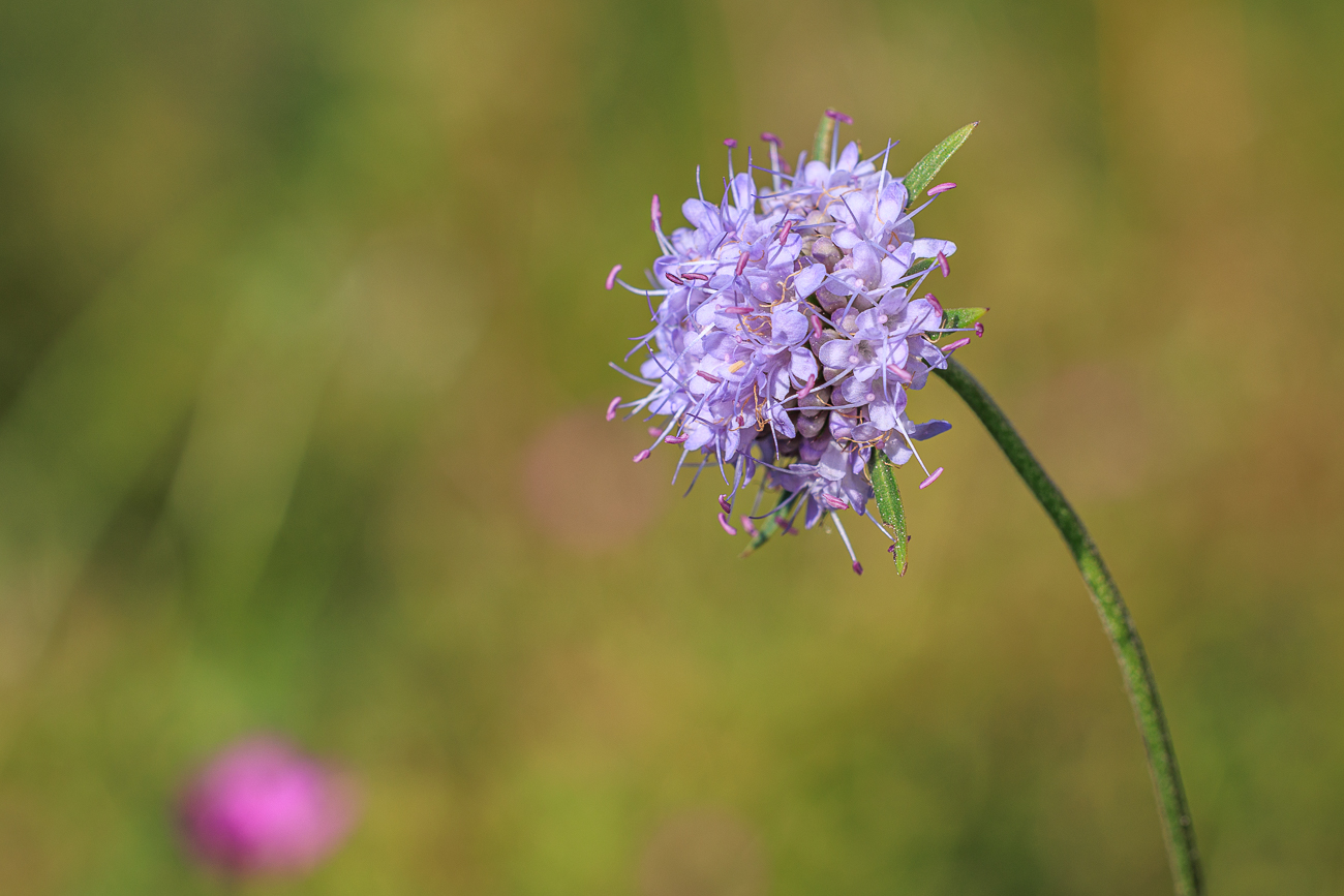 Gew&ouml;hnlicher Teufelsabbiss [Succisa pratensis]