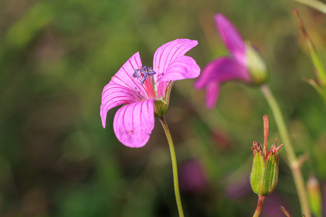 Sumpf Storchschnabel [Geranium palustre]