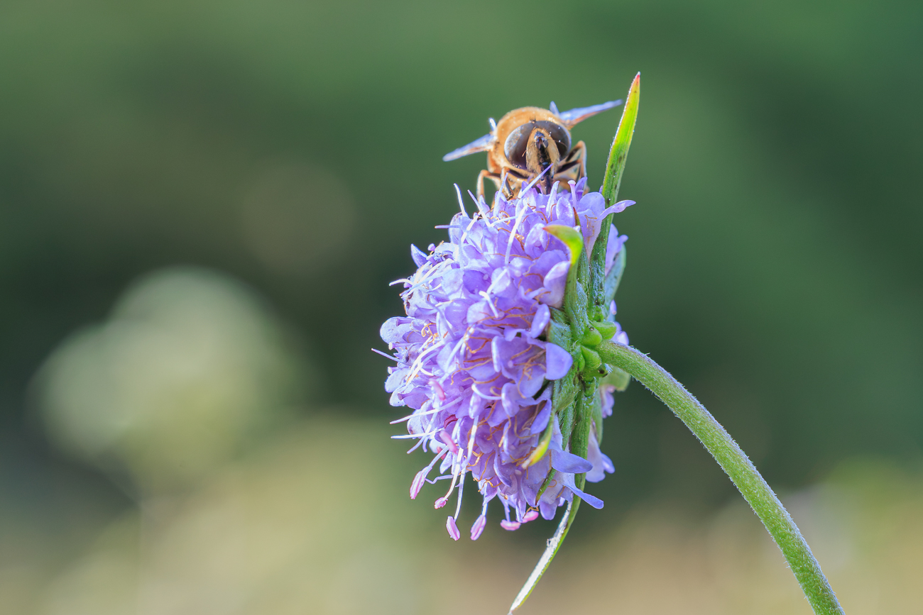 Mistbiene [Eristalis tenax] auf Gew&ouml;hnlichem Teufelsabbiss [Succisa pratensis]
