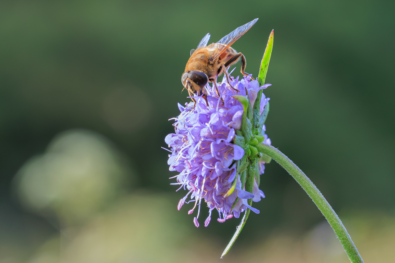 Mistbiene [Eristalis tenax] auf Gew&ouml;hnlichem Teufelsabbiss [Succisa pratensis]