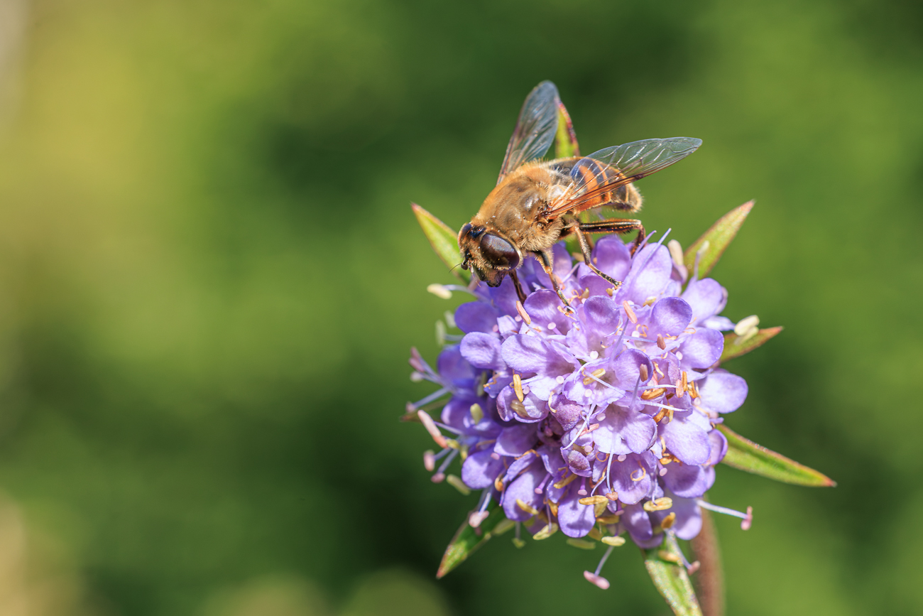 Mistbiene [Eristalis tenax] auf Gew&ouml;hnlichem Teufelsabbiss [Succisa pratensis]