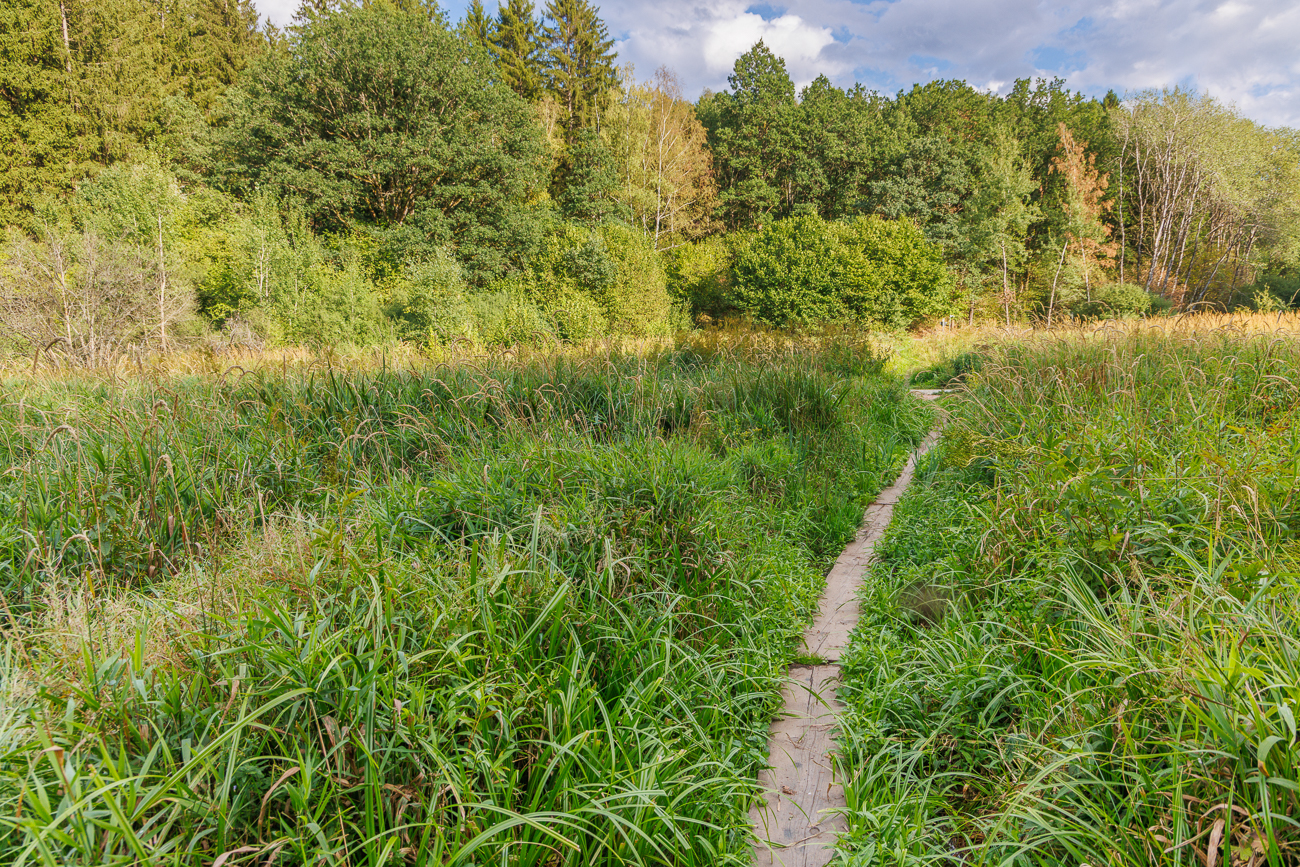 Schmaler Steg im Oberthaler Moor