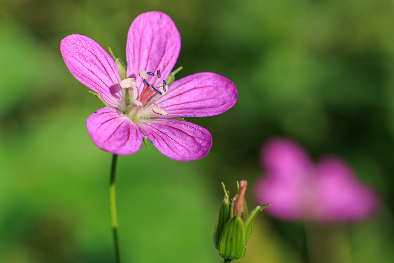 Sumpf Storchschnabel [Geranium palustre]
