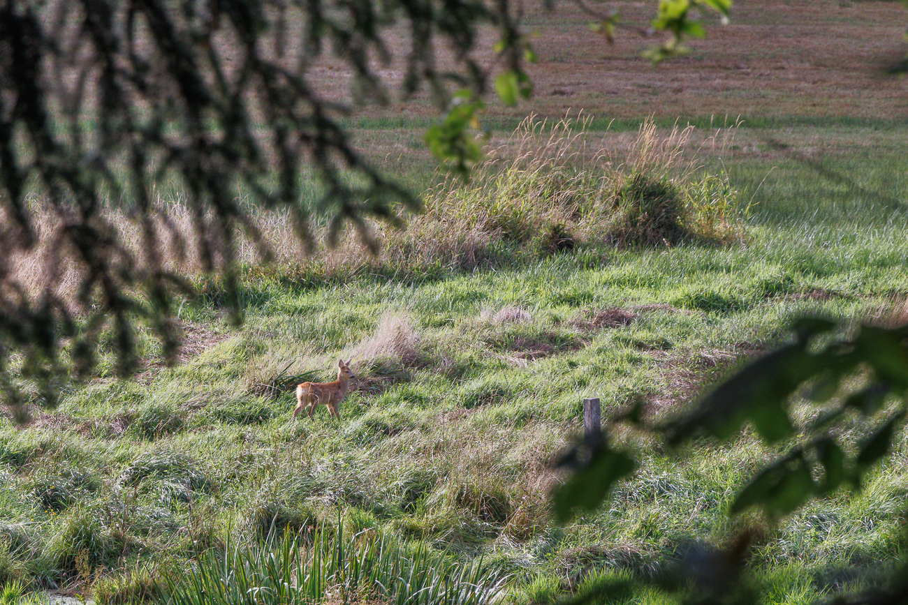 Europ&auml;isches Reh [Capreolus capreolus]