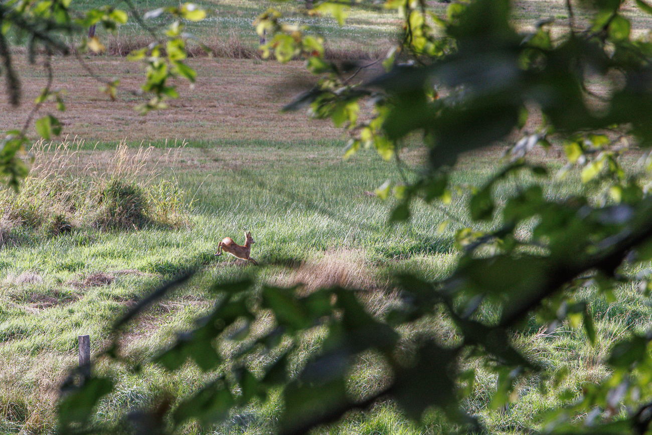 ... springt wie ein Reh vom Tümpel weg