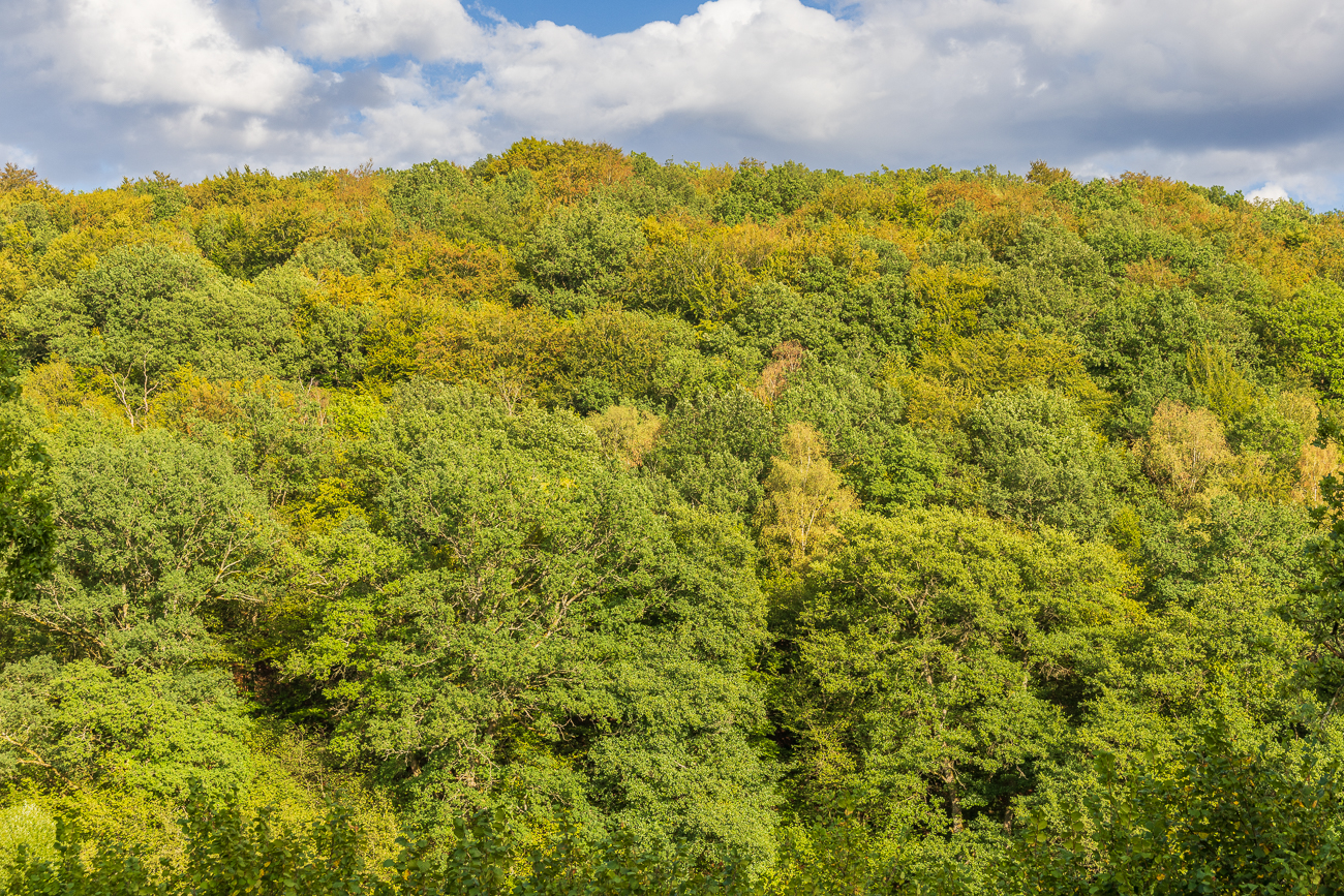 Die ersten Herbstfarben zeigen sich ...