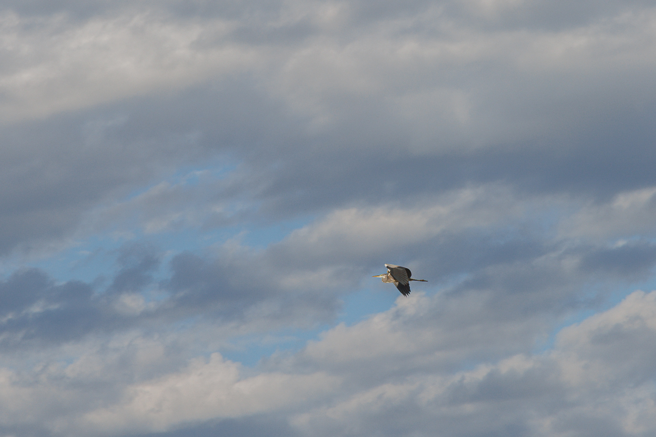 Graureiher [Ardea cinerea]