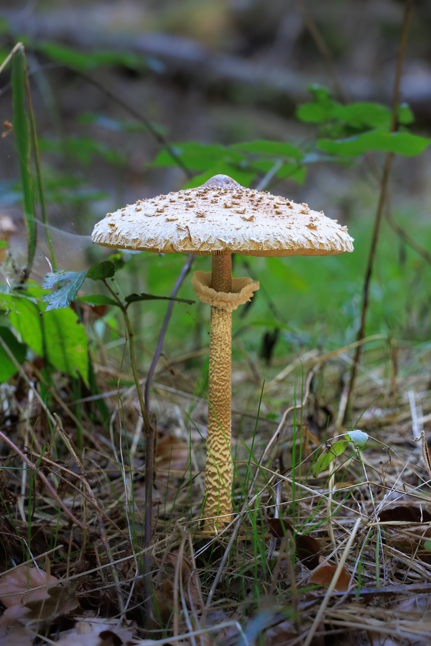 Gemeiner Riesenschirmling, Parasol oder Riesenschirmpilz [Macrolepiota procera]