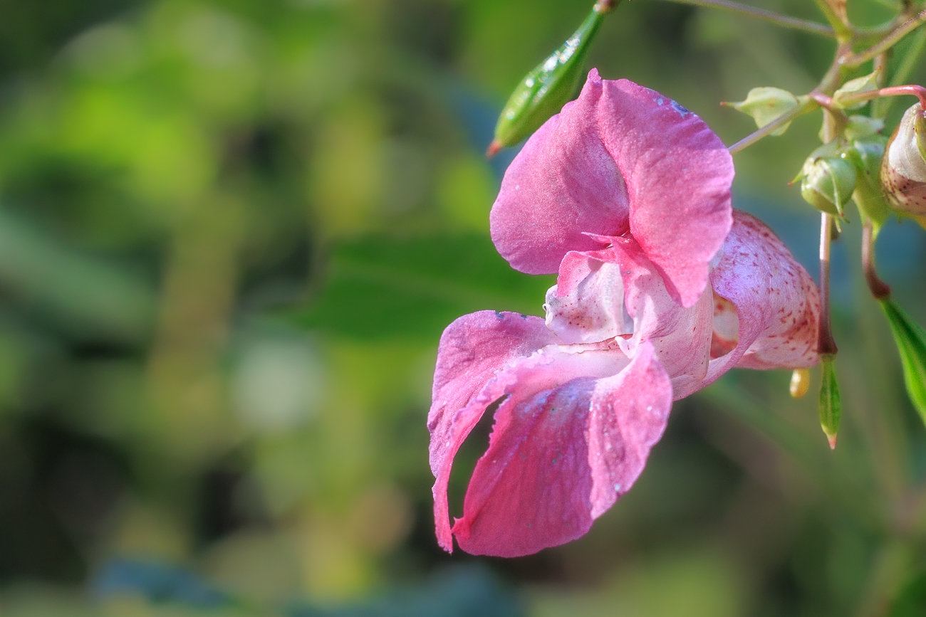 Dr&uuml;sentragendes Springkraut [Impatiens glandulifera]