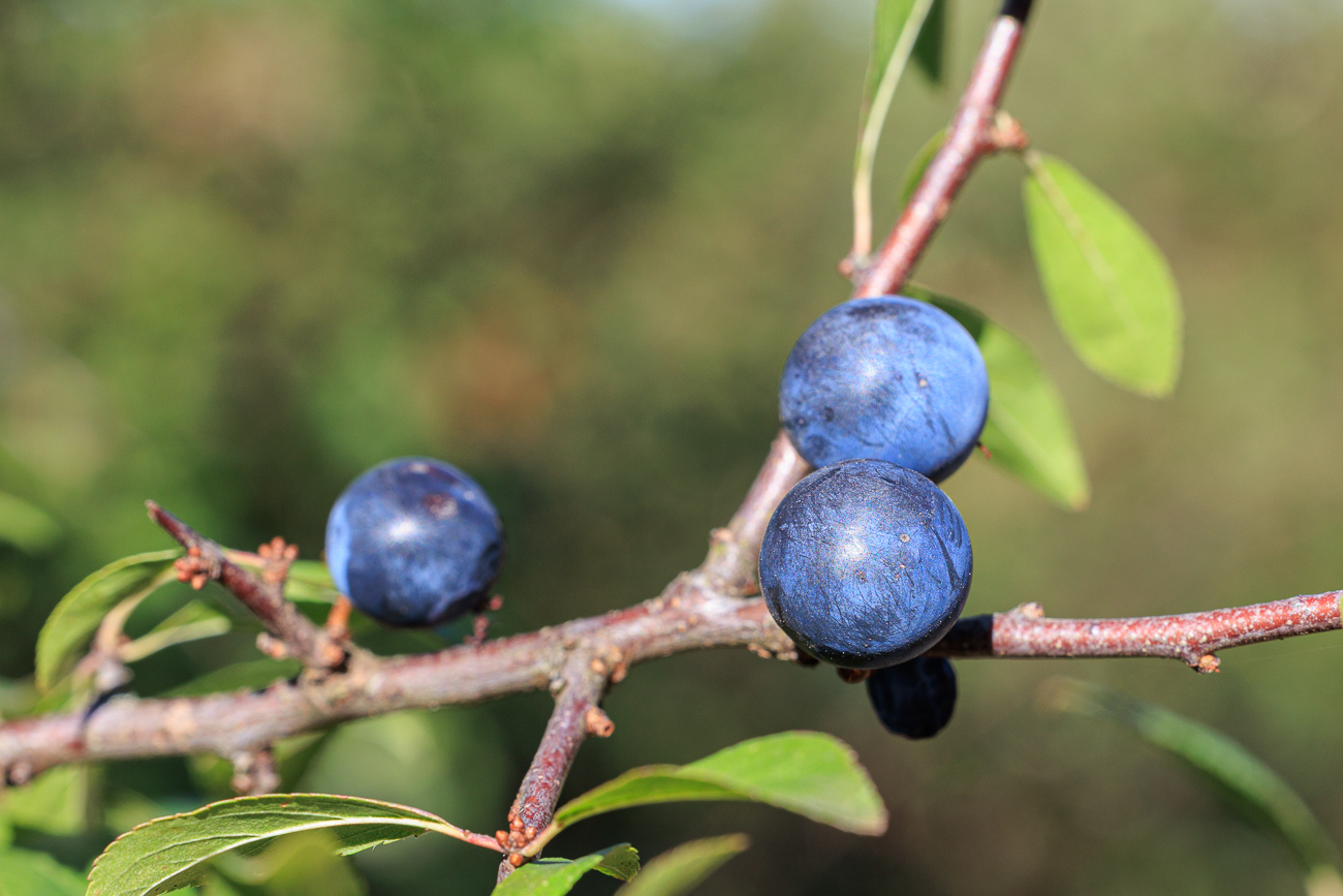 Schlehe [Prunus spinosa]