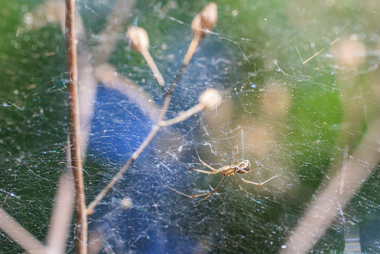 Nicht bestimmte Spinne in ihrem Netz