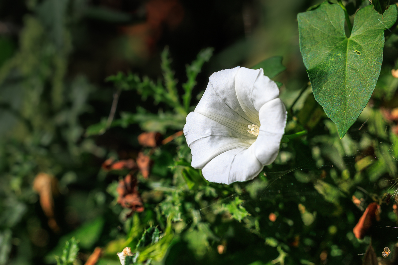Zaunwinde [Calystegia sepium]