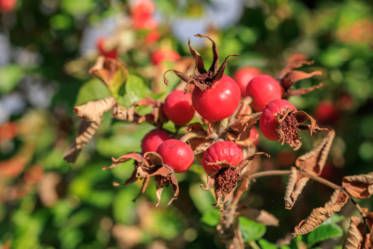 Kartoffelrose [Rosa rugosa]