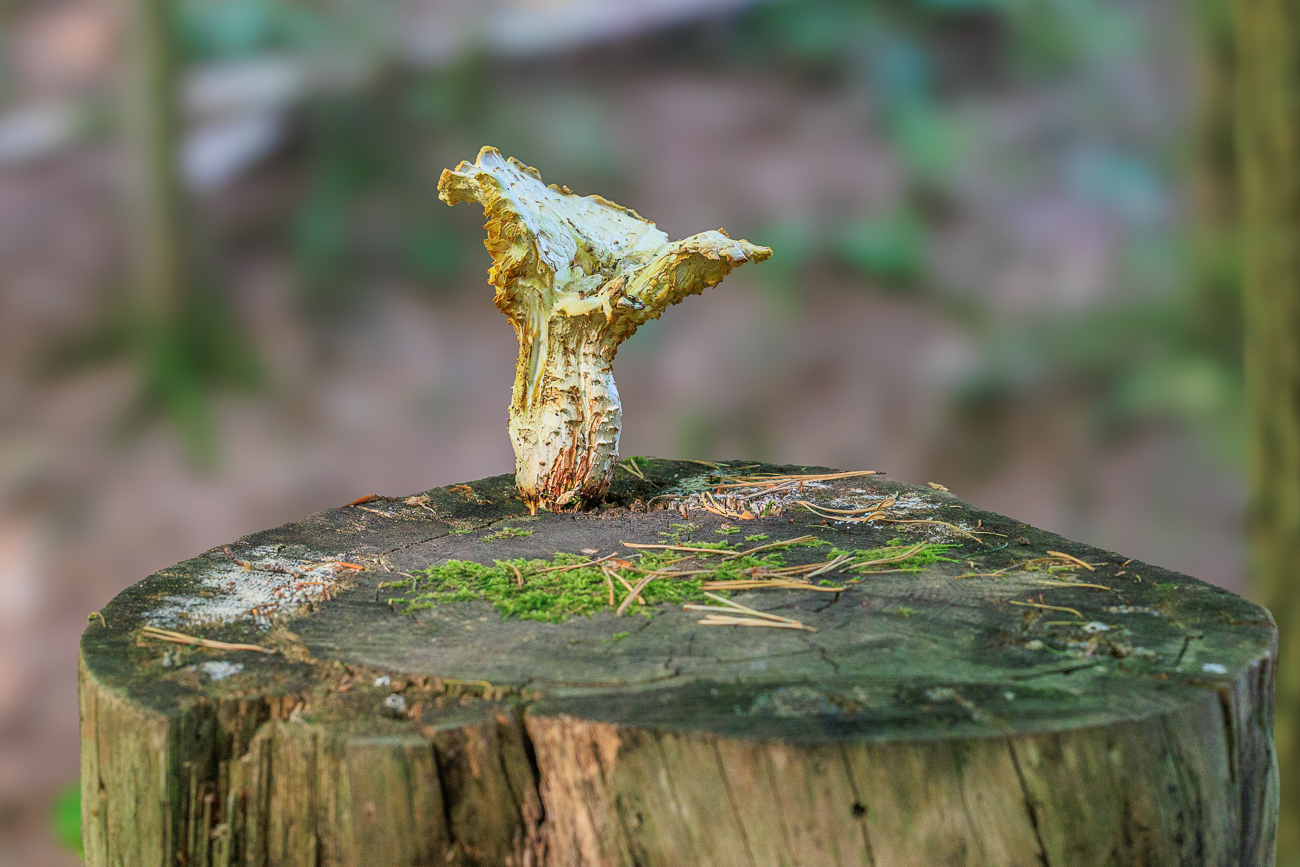 Der Pilz ist tatsächlich aus dem Baumstumpf gewachsen