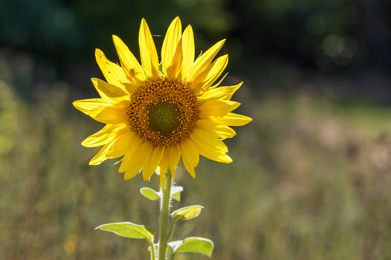 Gew&ouml;hnliche Sonnenblume [Helianthus annuus]