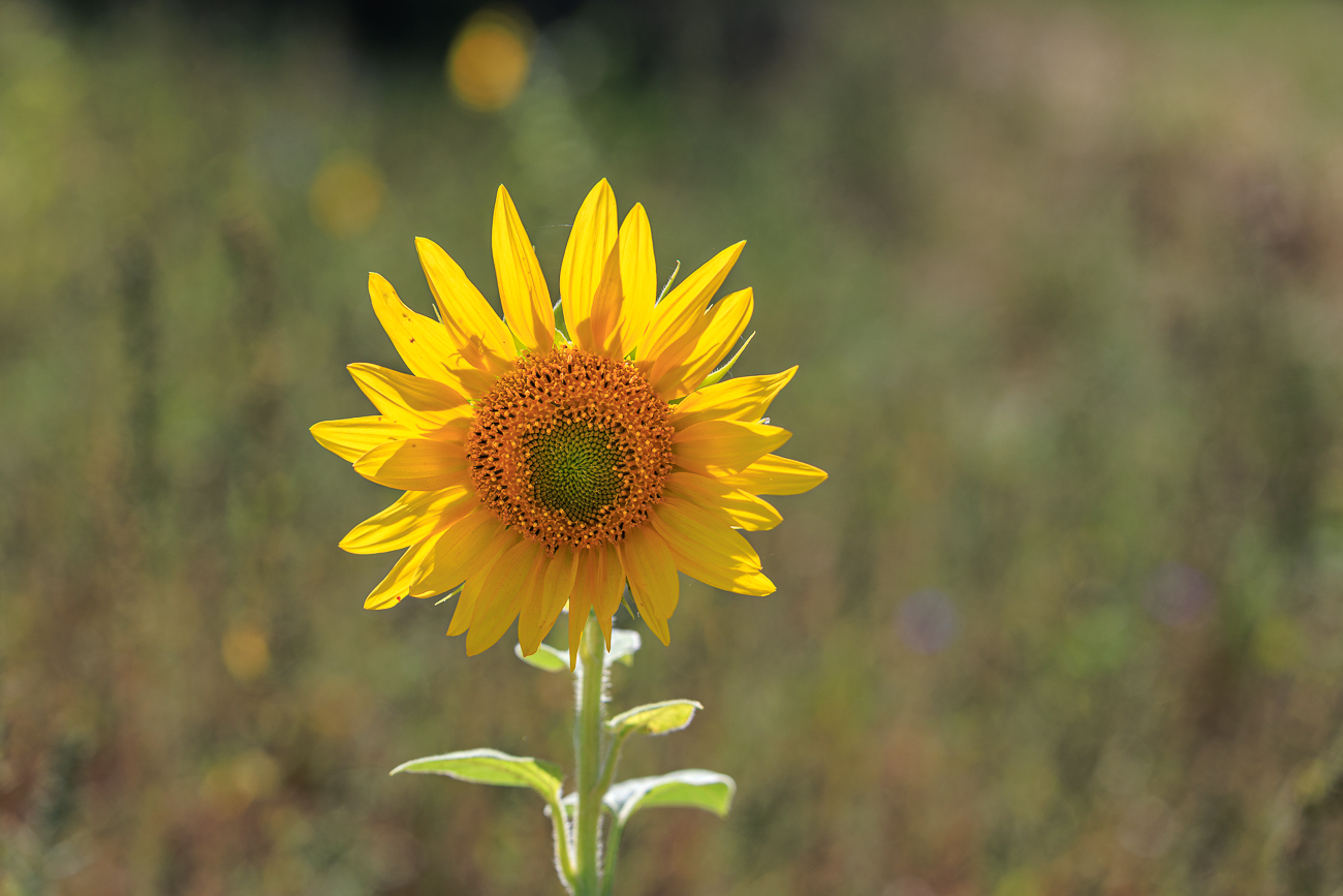 Gew&ouml;hnliche Sonnenblume [Helianthus annuus]