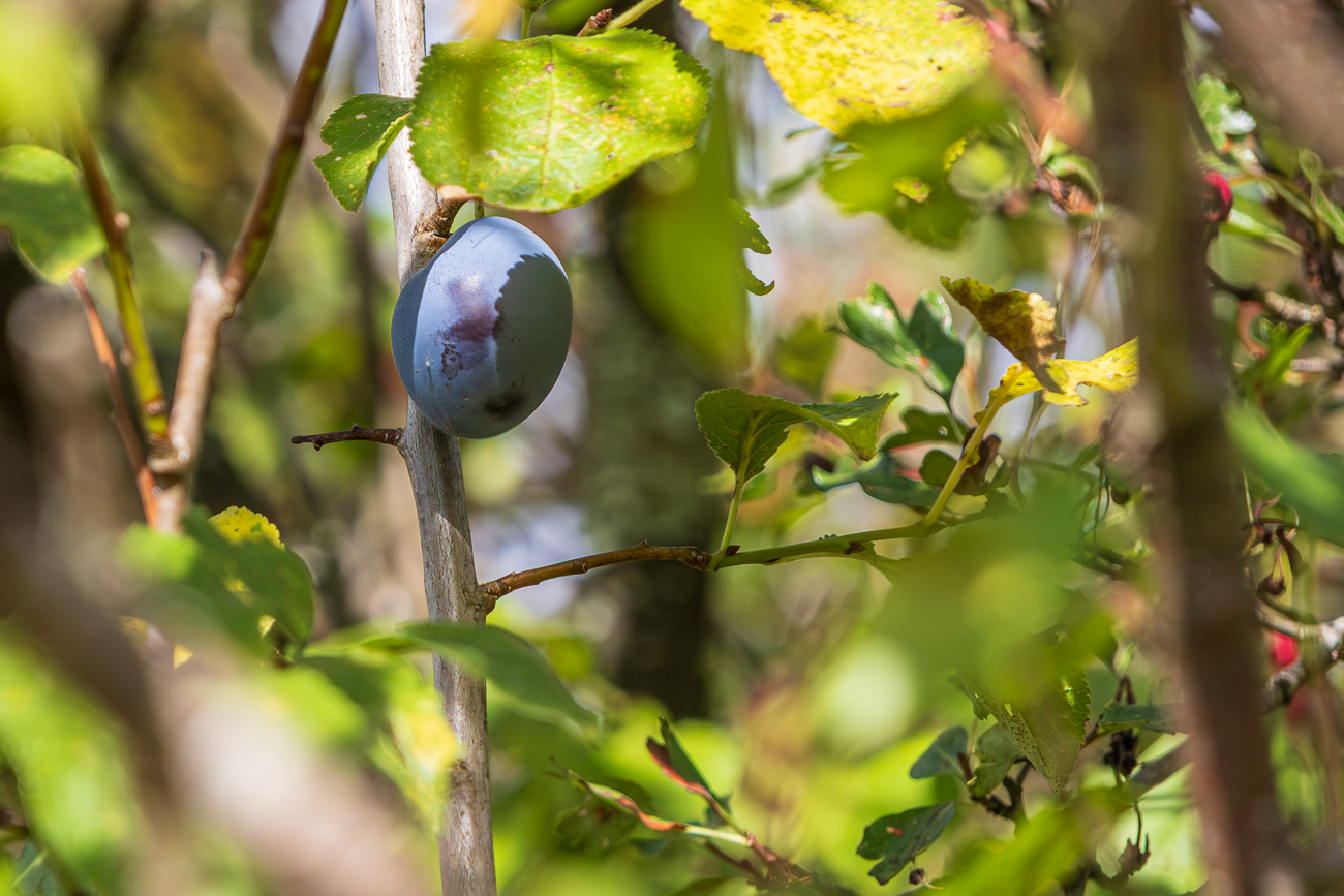 Pflaume [Prunus domestica]