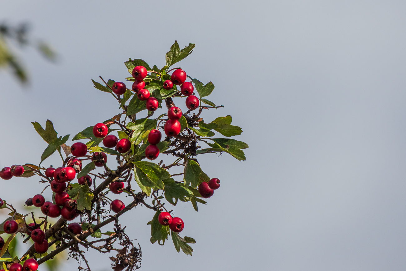 Gemeiner Wei&szlig;dorn [Crataegus laevigata]