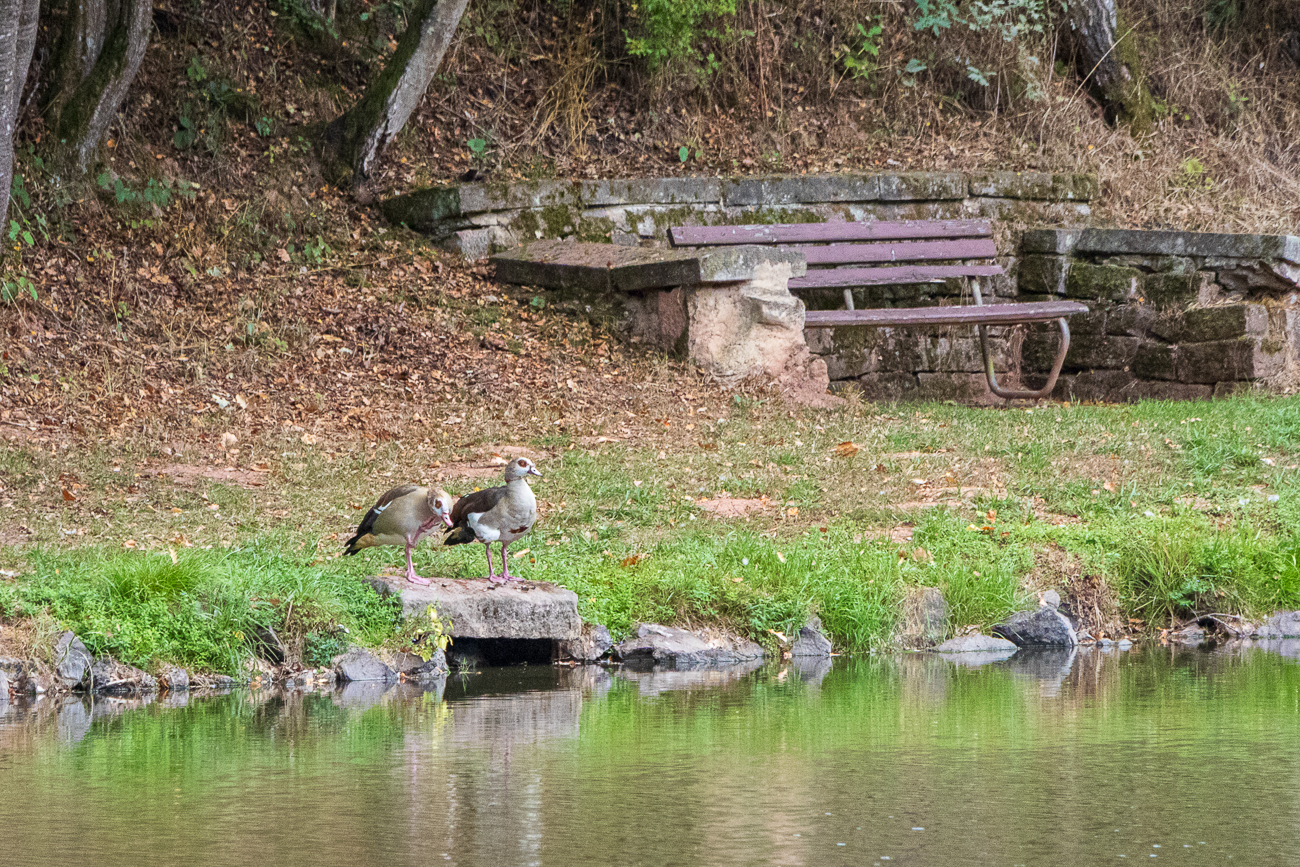 Nilg&auml;nse [Alopochen aegyptiaca]