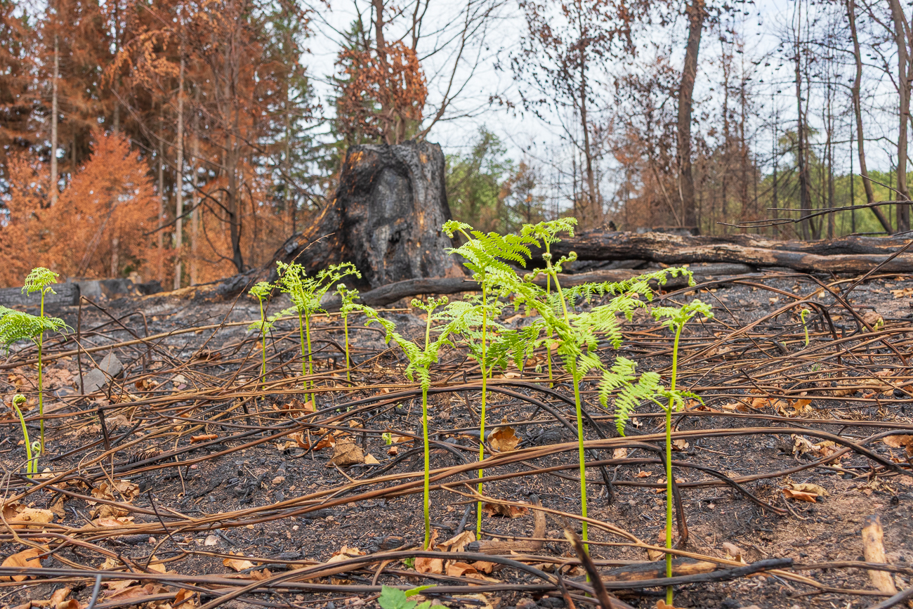 Adlerfarn [Pteridium aquilinum]