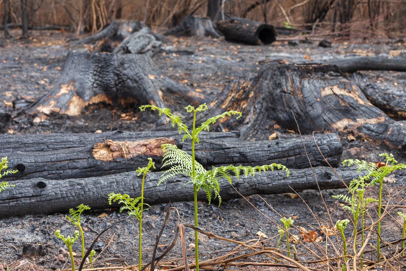 Hier w&uuml;tete vor kurzem ein Waldbrand