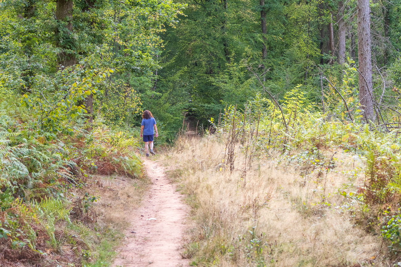 Pfad durch den Wald