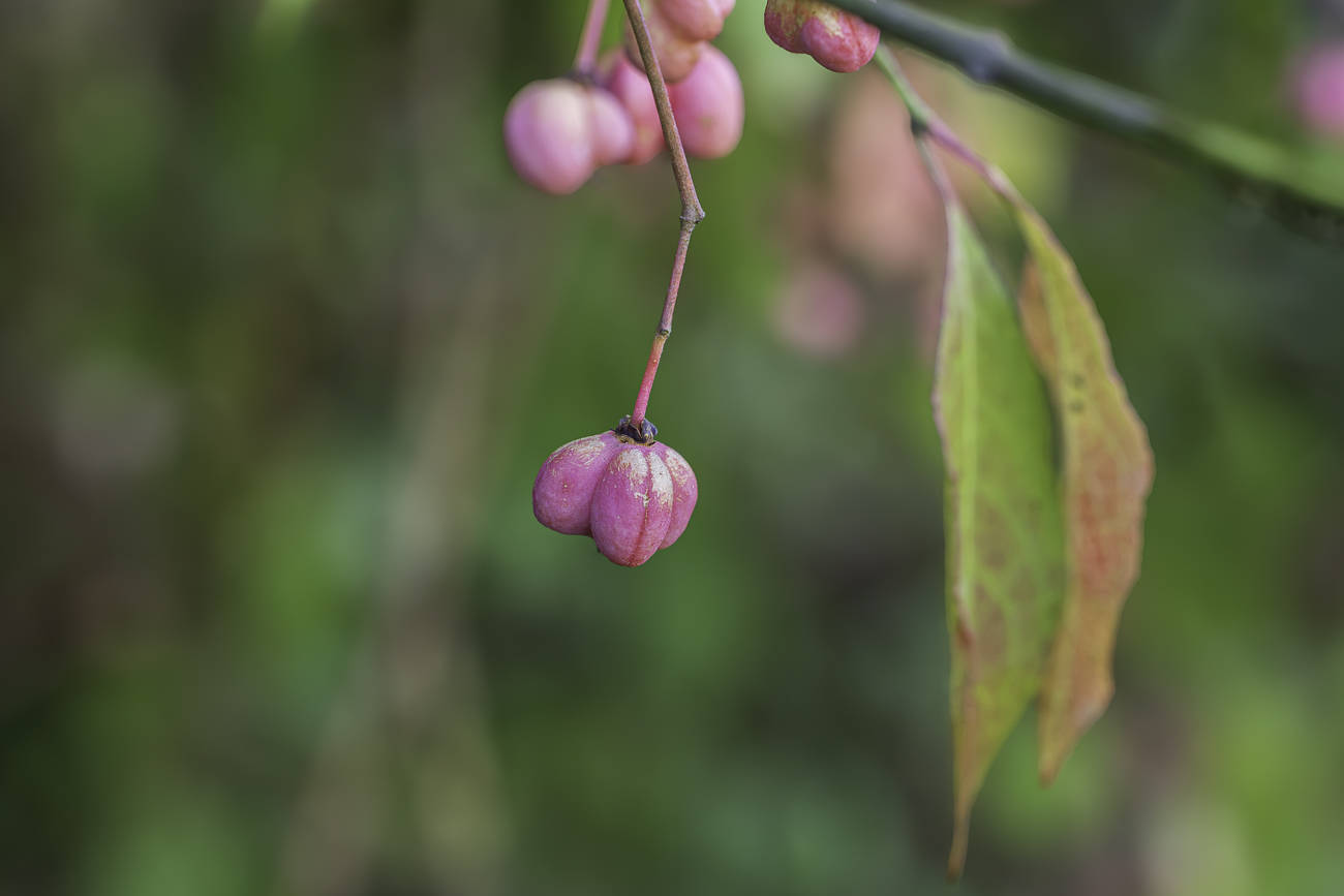 Gew&ouml;hnliches Pfaffenh&uuml;tchen [Euonymus europaeus]