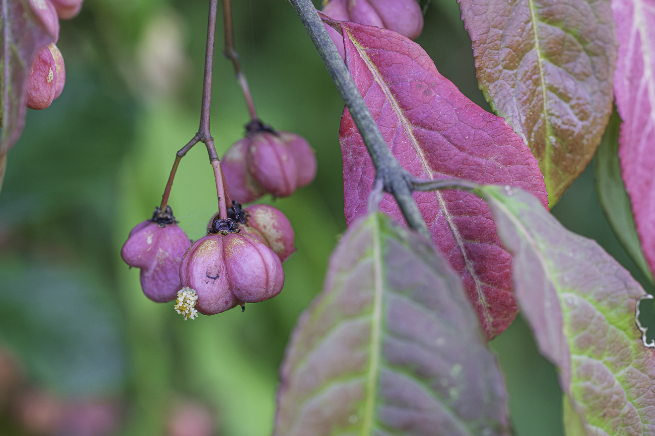 Gew&ouml;hnliches Pfaffenh&uuml;tchen [Euonymus europaeus]