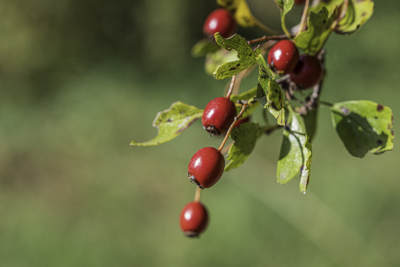 Langkelchiger Wei&szlig;dorn [Crataegus rhipidophylla]
