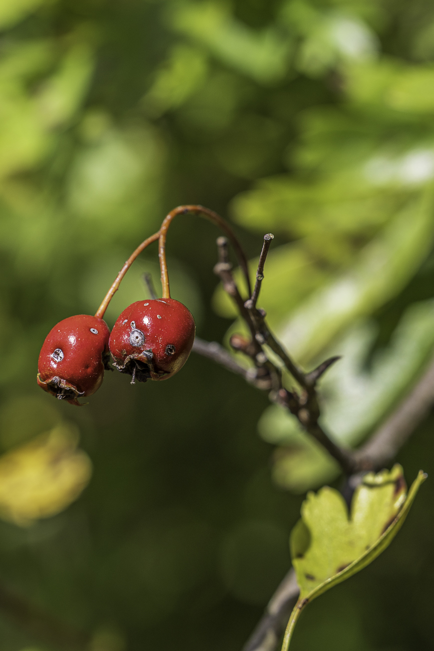 Langkelchiger Wei&szlig;dorn [Crataegus rhipidophylla]
