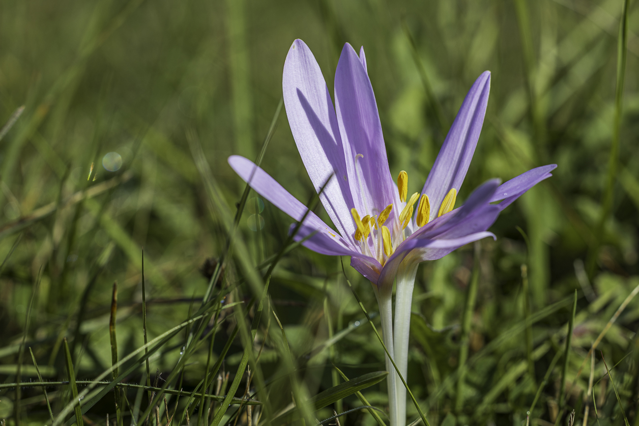 Herbstzeitlose [Colchicum autumnale]