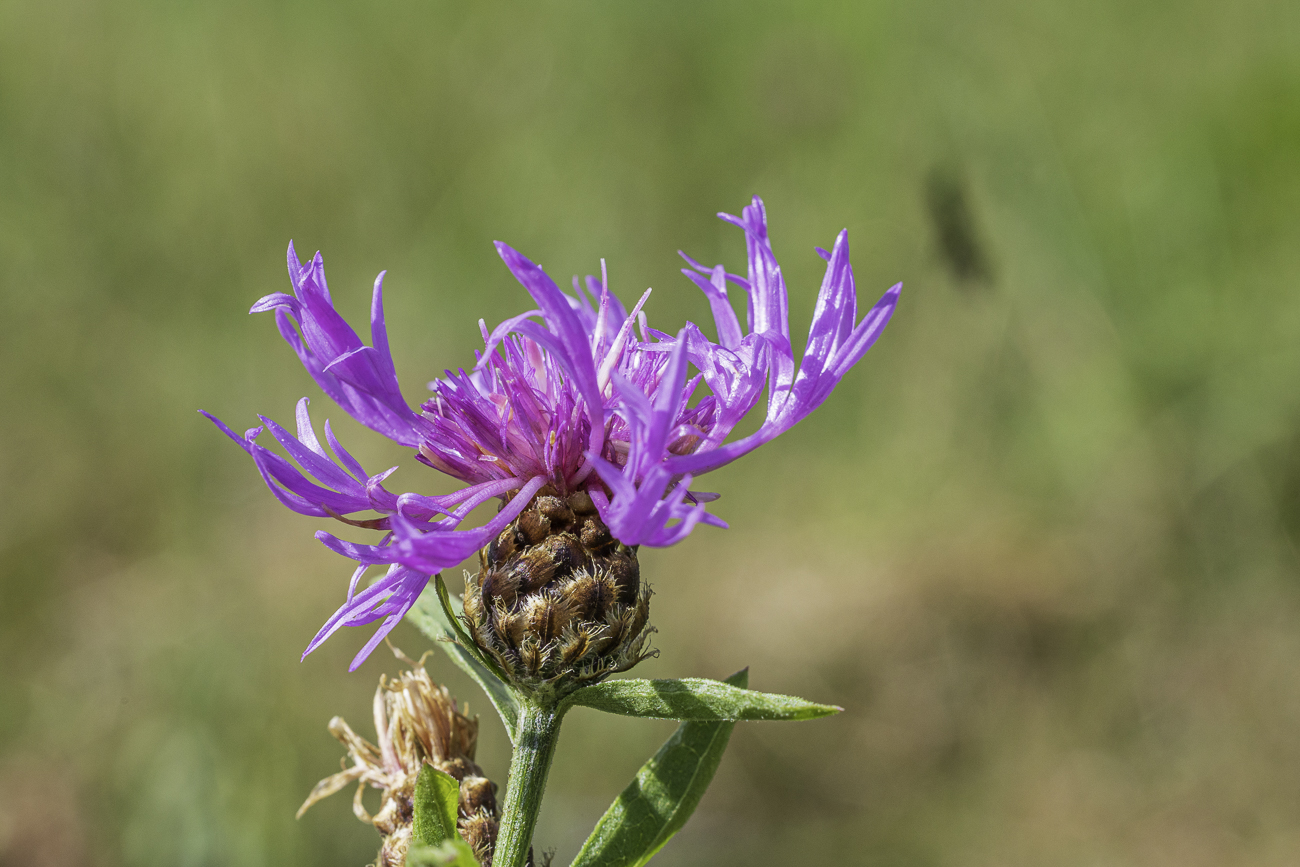Kleinfedrige Flockenblume [Centaurea decipiens]
