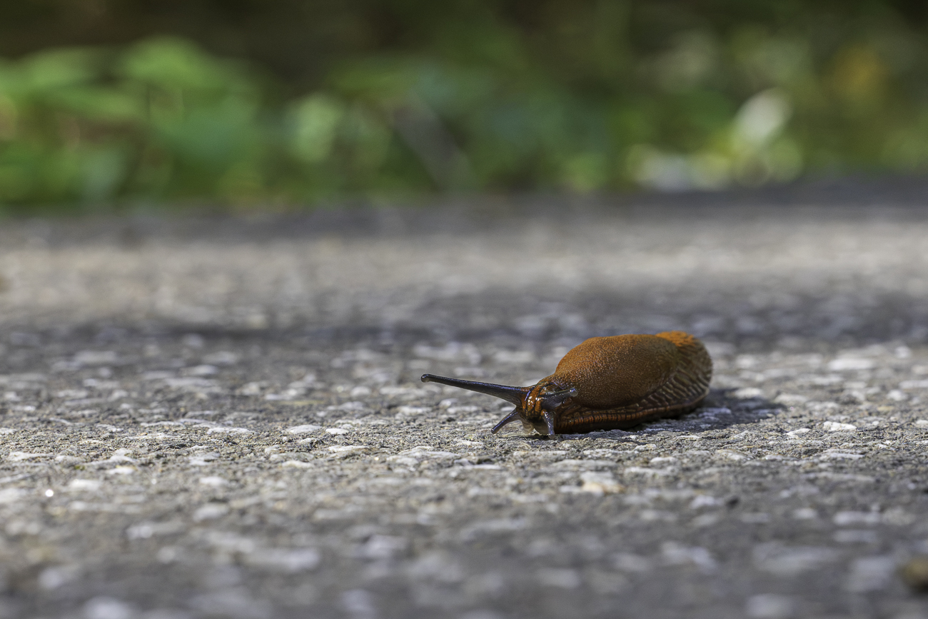 Rote Wegschnecke [Arion rufus]