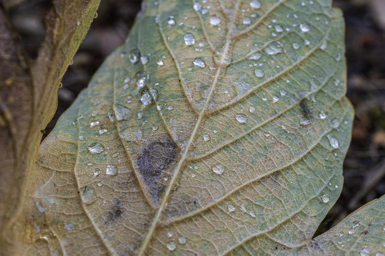 R&uuml;ckseite eines Blattes vom Bergahorn [Acer pseudoplatanus] mit Wassertr&ouml;pfchen
