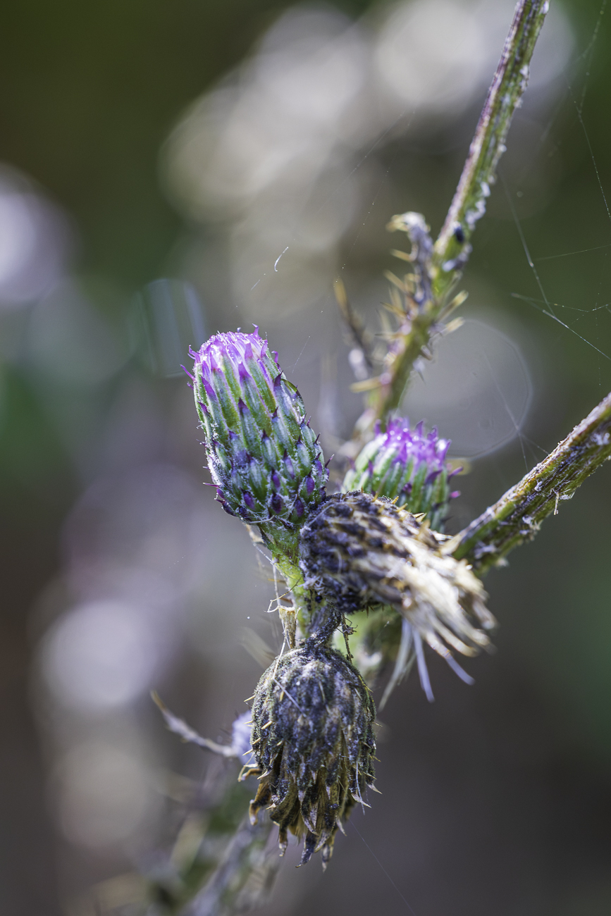 Sumpf Kratzdistel [Cirsium palustre]